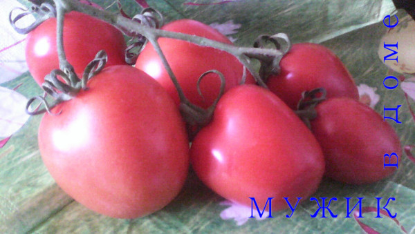 Полудетерминантные томаты