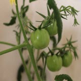 низкие и высокие сорта томатов